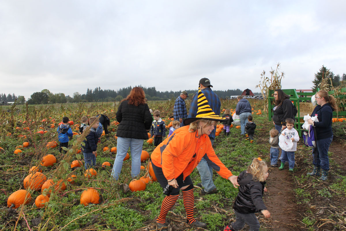 Picking out your Perfect Pumpkin right from the patch it was grown on.