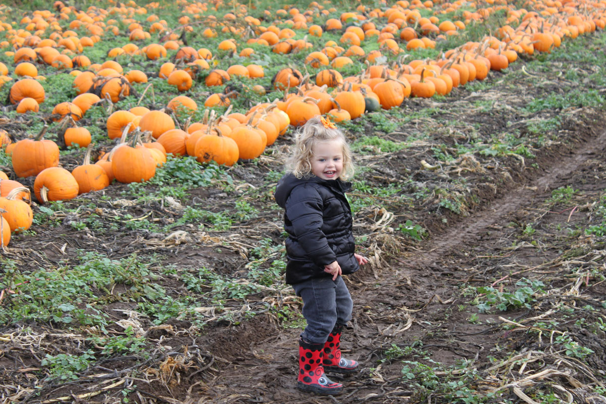 Kids LOVE picking out their pumpkins right on the farm.