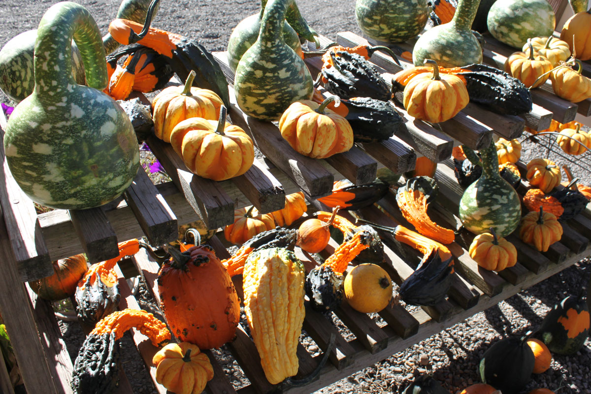 Gourds and specialty pumpkins for your decorating needs.