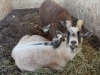 Melton & Brown Brown - the Goats in our Petting Zoo