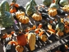 Gourds and specialty pumpkins for your decorating needs.
